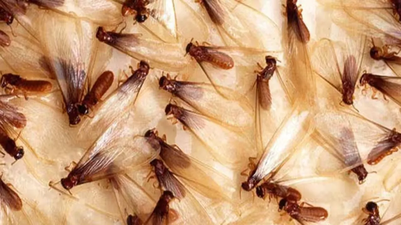 insects