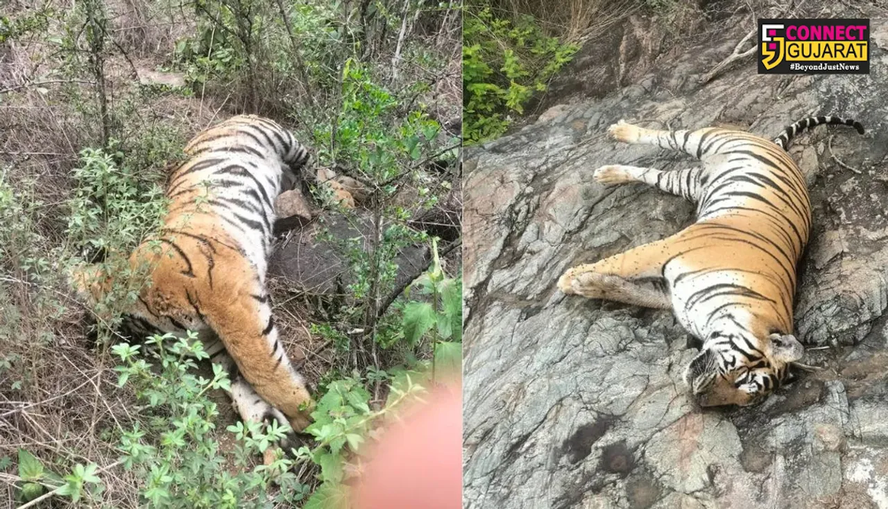 KARNATAK TIGER