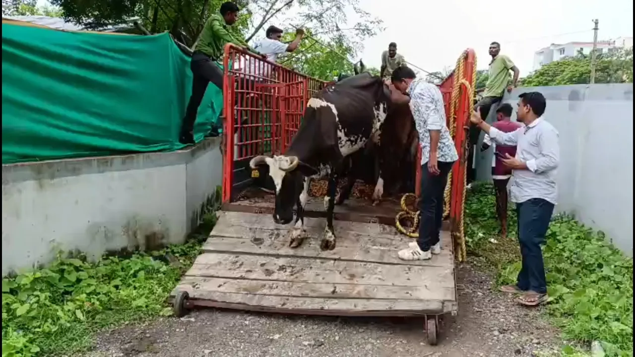 stray cattlessss
