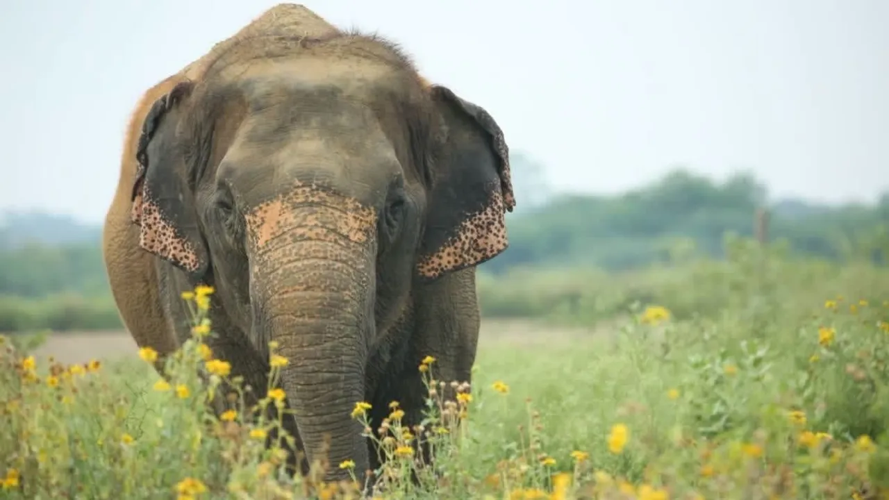 elephant