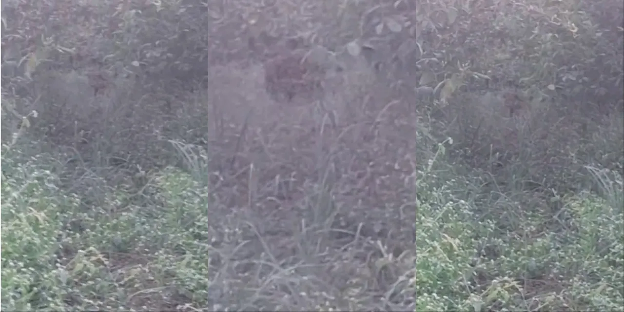 MixCollage-18-Nov-2025-08-54-AM-4424