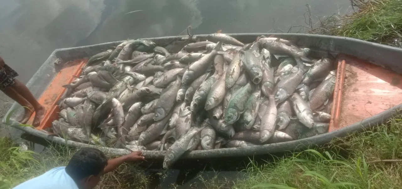 Piraman Village Fish Death