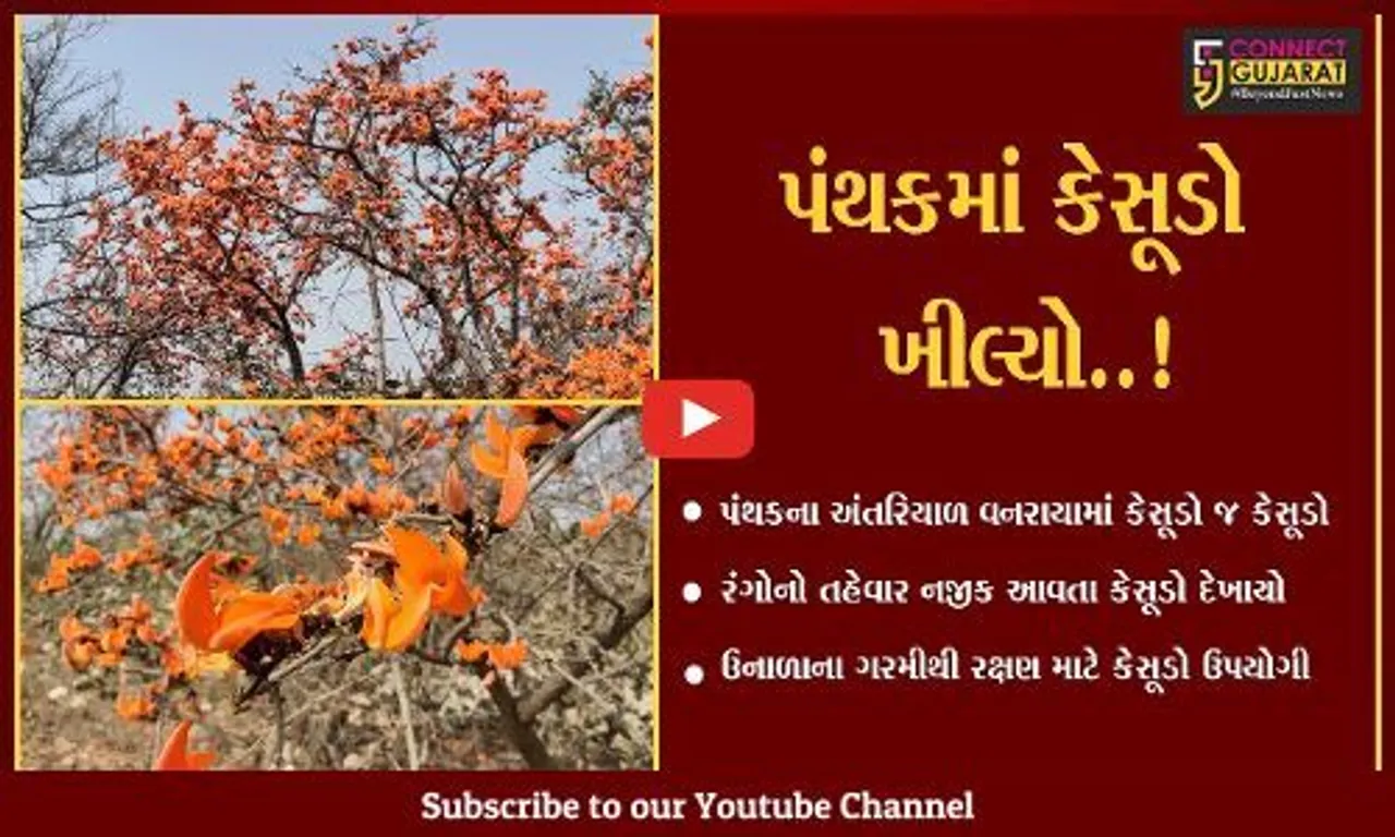 ભરૂચ: ઝઘડીયા અને નેત્રંગમાં કેસુડો સોળે કળાએ ખીલી ઉઠ્યો, સ્થાનિકોએ જણાવ્યા અનેક ફાયદા....
