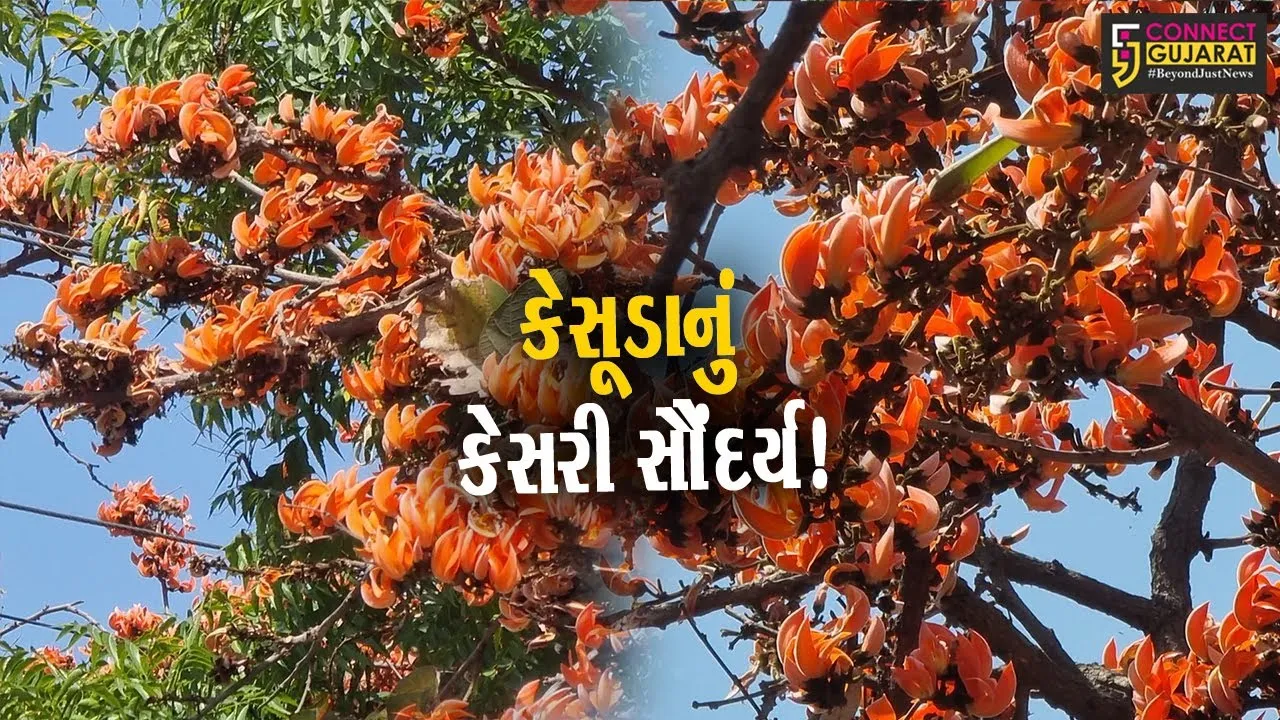 ભરૂચ: અંતરિયાળ વિસ્તારોમાં કેસૂડાના ફૂલના કારણે મનમોહક માધુર્ય રેલાયુ,જુઓ વિડીયો..