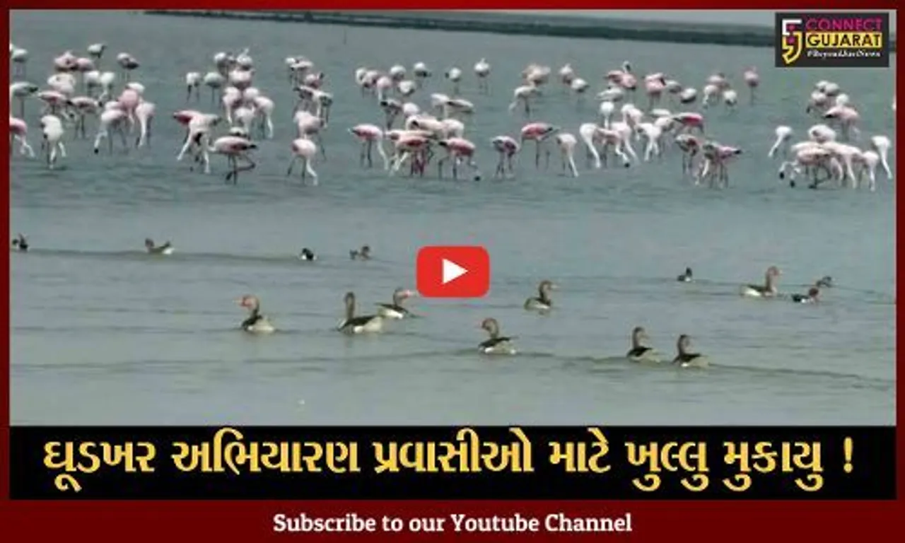 સુરેન્દ્રનગર: કરછના નાના રણમાં આવેલ ઘૂડખર અભિયારણને પ્રવાસીઓ માટે ખુલ્લુ મુકાયુ