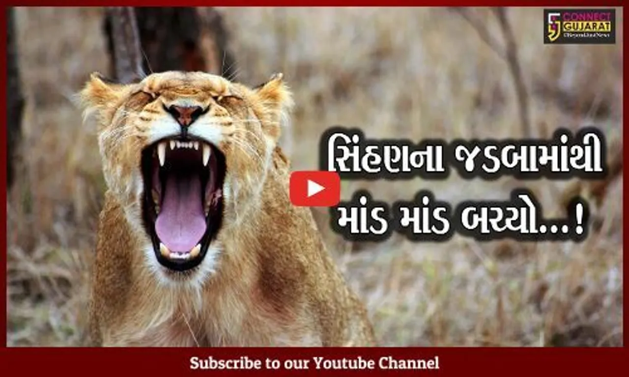 જુનાગઢ : ખેતમજૂર પર 2 સિંહણો ત્રાટકી, ધક્કો મારી નાસી જતાં માંડ માંડ બચ્યો..!