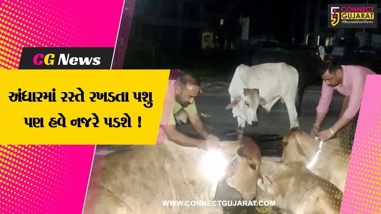 અરવલ્લી: મોડાસામાં જીવદયાપ્રેમીઓએ ગાય પર રીફલેક્ટર લગાવવાની કામગીરી શરૂ કરી