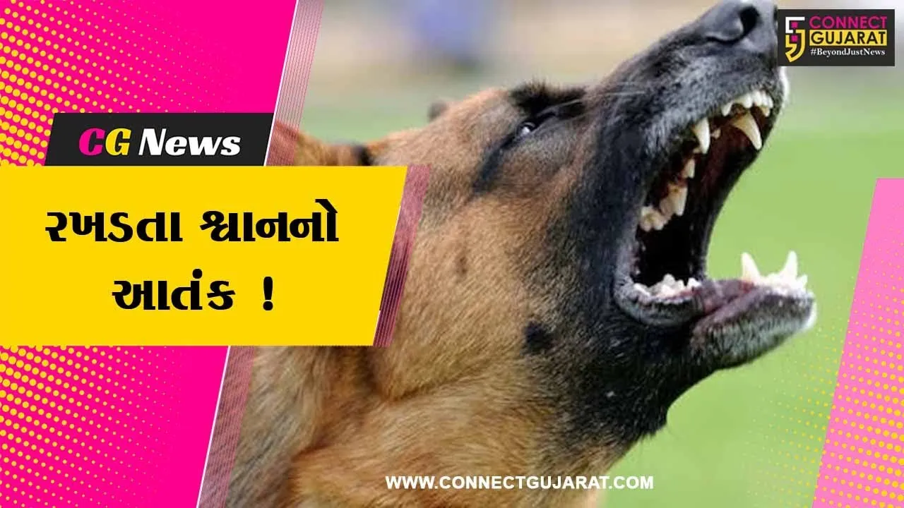 ભરૂચ: રખડતા શ્વાનનો આતંક બે કાબૂ, એક જ મહિનામાં ડોગ બાઇટના 705 કેસ નોંધાયા