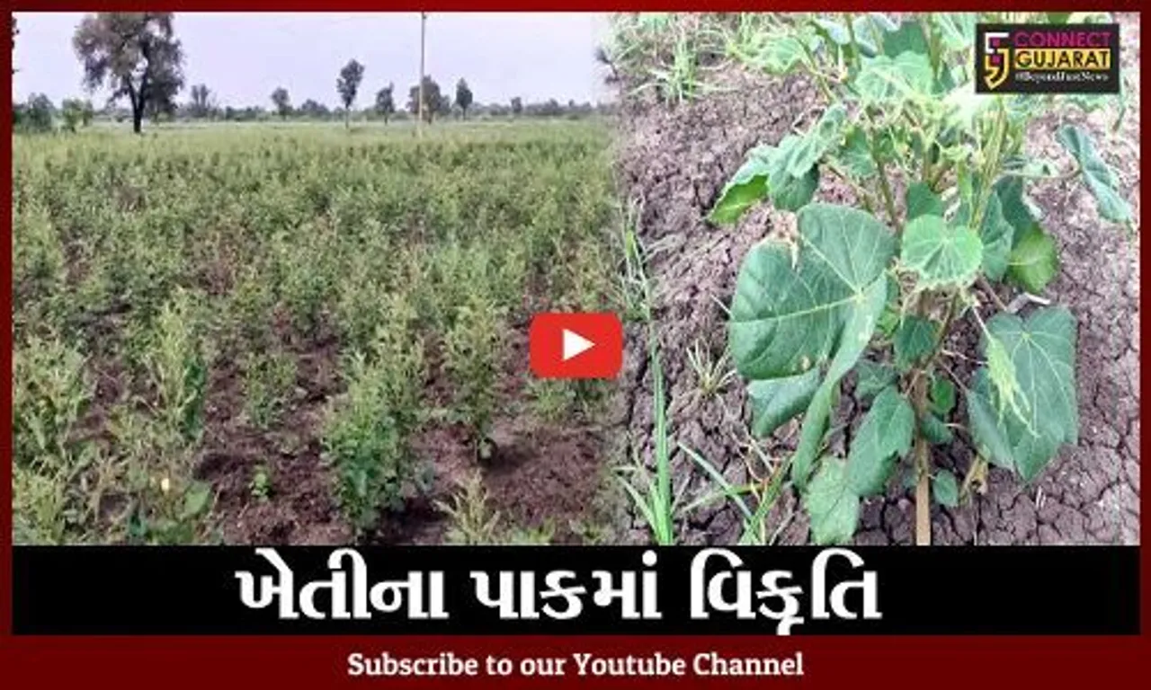 ભરૂચ : આમોદના અનેક ગામોમાં ઉગેલા પાકના પાનમાં વિકૃતિ આવતા ધરતીપુત્રો પરેશાન