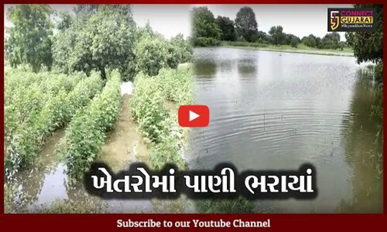 ભરૂચ : હાંસોટ તાલુકામાં ભારે વરસાદે ખેડુતોને રડાવ્યાં, ઉભો મોલ થયો નષ્ટ