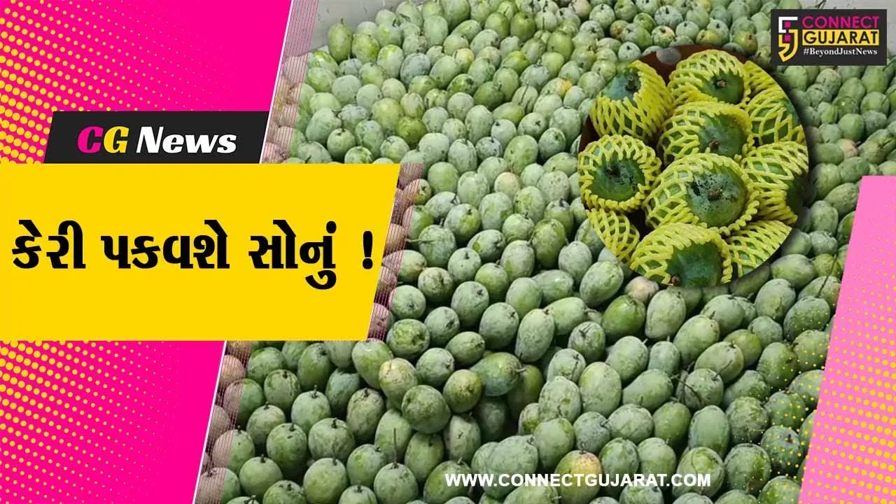 ગીરની કેરીના સોનાના દિવસો, આંતરરાષ્ટ્રીય બજારમાં ઊંચા ભાવ મળતા ખેડૂતોમાં ખુશીની લહેર