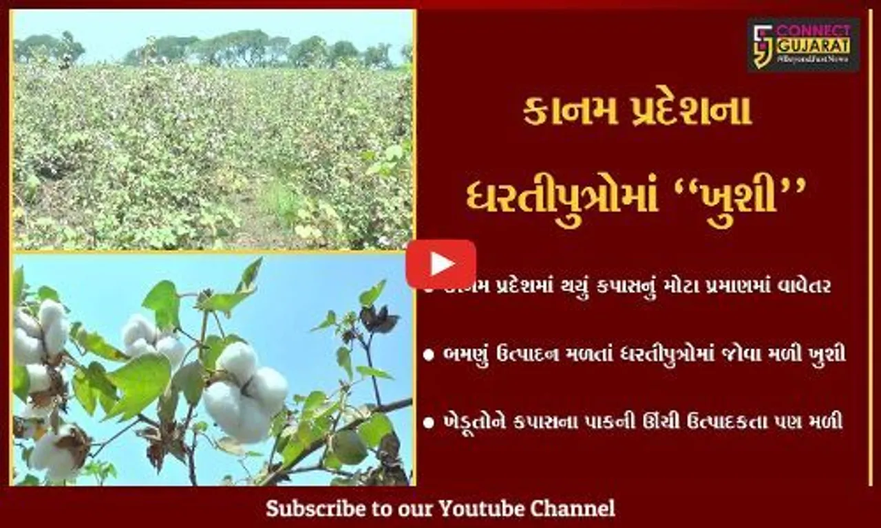 ભરૂચ : કાનમ પ્રદેશમાં કપાસના પાકનું બમણું ઉત્પાદન, ઊંચી ઉત્પાદકતા મળતાં ખેડૂતોમાં ખુશી…