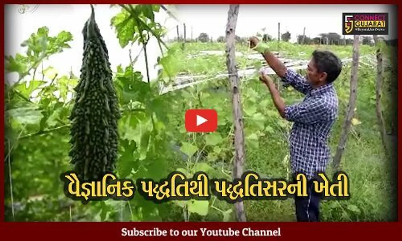 સાબરકાંઠા : માંડવા પદ્ધતિથી પોગલુ ગામના ખેડૂતે કરી બતાવી વેલાવાળી શાકભાજીની ખેતી...