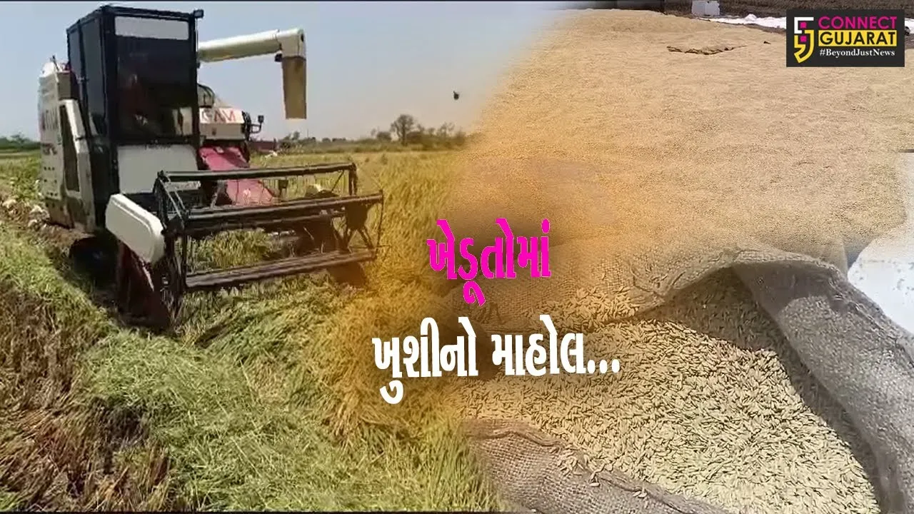 અંકલેશ્વર-હાંસોટ પંથકમાં ડાંગરના પાકનો મબલખ ઉતારો, સારો ભાવ મળતા જગતનો તાત હરખાયો...