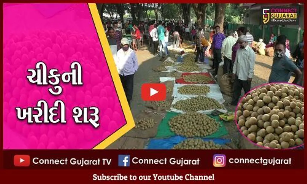 નવસારી: અમલસાડી ચીકુની ખરીદી થઈ શરૂ; સારા ભાવ મળતા ખેડૂતોમાં ખુશી