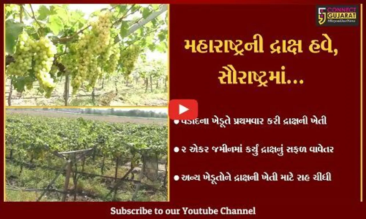 સુરેન્દ્રનગર : આવળ, બાવળ અને બોરડીના પ્રદેશ તરીકે ઓળખાતા જીલ્લામાં ખેડૂતે કરી દ્રાક્ષની ખેતી