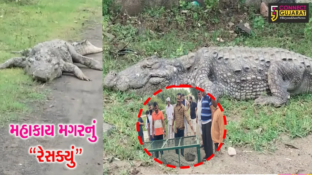 વડોદરા : ન્યુ VIP રોડ પરથી 12 ફૂટ લાંબા મગરનું રેસક્યું કરાયું, વન વિભાગે સલામત સ્થળે મુક્ત કર્યો...