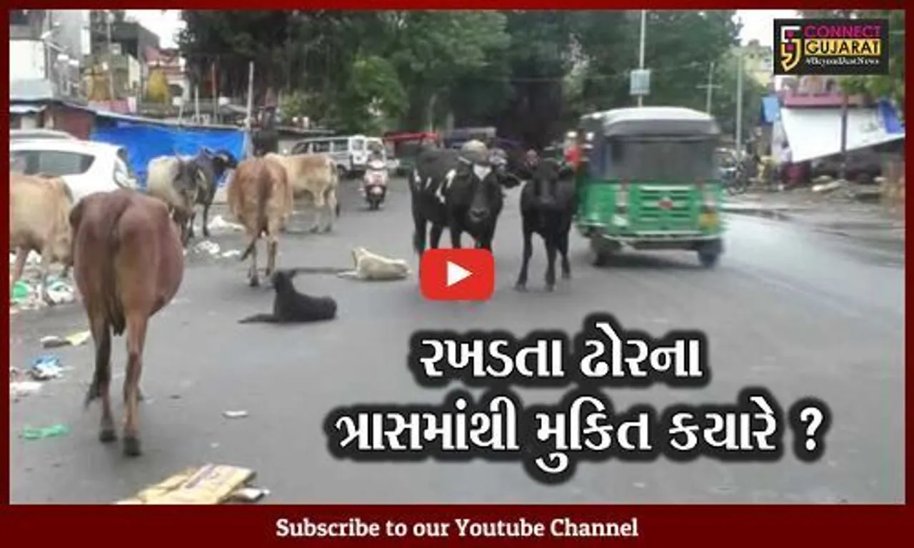 વડોદરા : શહેરના માર્ગો પર રખડતાં ઢોરોનો અડિંગો, સામાન્યસભામાં ઉછળ્યો મુદ્દો