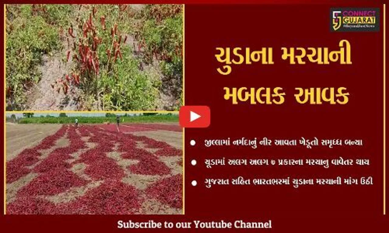 સુરેન્દ્રનગરચુડાના 7થી 8 પ્રકારના મરચાં જગ વિખ્યાત, ઊંચા ભાવે વેંચાતા ખેડૂતોમાં ખુશી...
