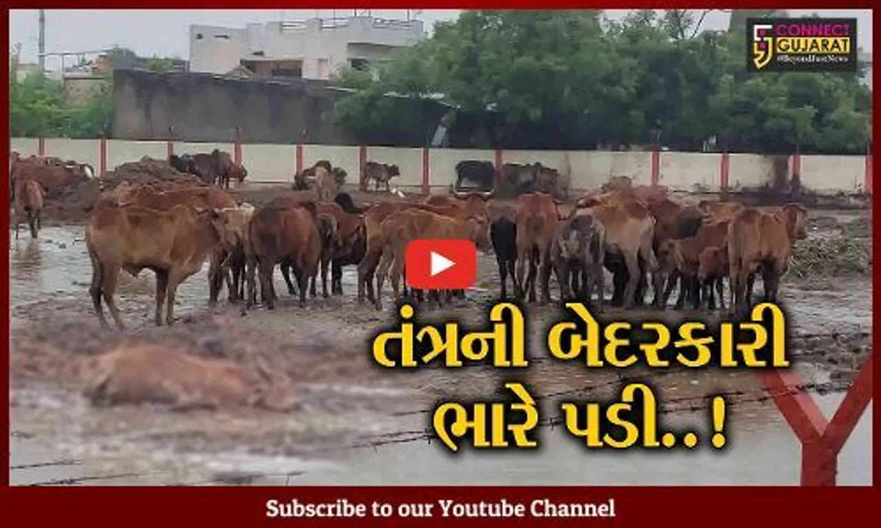 ભાવનગર : અખિલેશ સર્કલ ખાતે ઢોર ડબ્બામાં ગૌવંશની હાલત કફોડી, 25 ગૌવંશના મૃત્યુ છતાં તંત્ર ઘોર નિંદ્રામાં