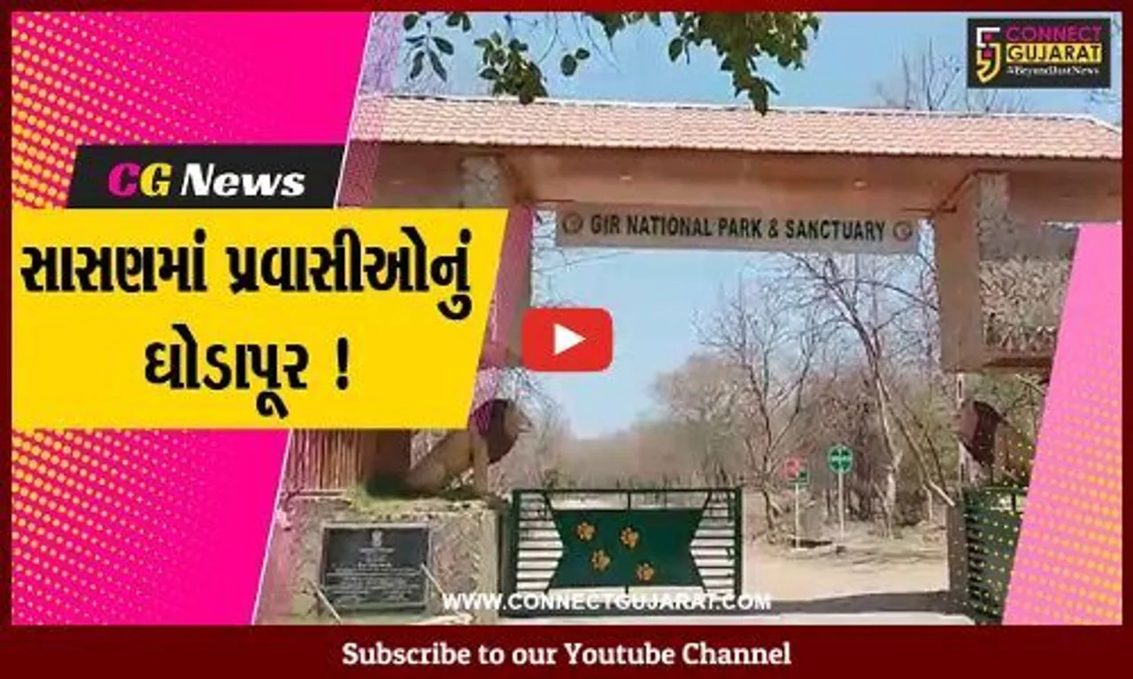 જુનાગઢ: સાસણમાં વેકેશનના માહોલને લઈ પ્રવાસીઓની સંખ્યામાં વધારો, સ્થાનિકોને મળી રહી છે રોજગારી