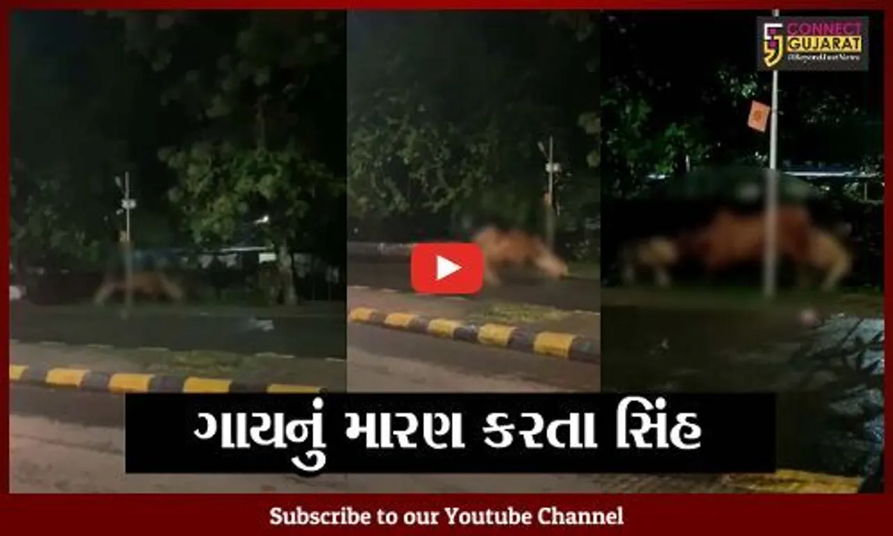 જુનાગઢ : ભવનાથ વિસ્તારમાં ગાયનું મારણ કરતા 2 સિંહનો LIVE વિડિયો થયો વાઇરલ..!