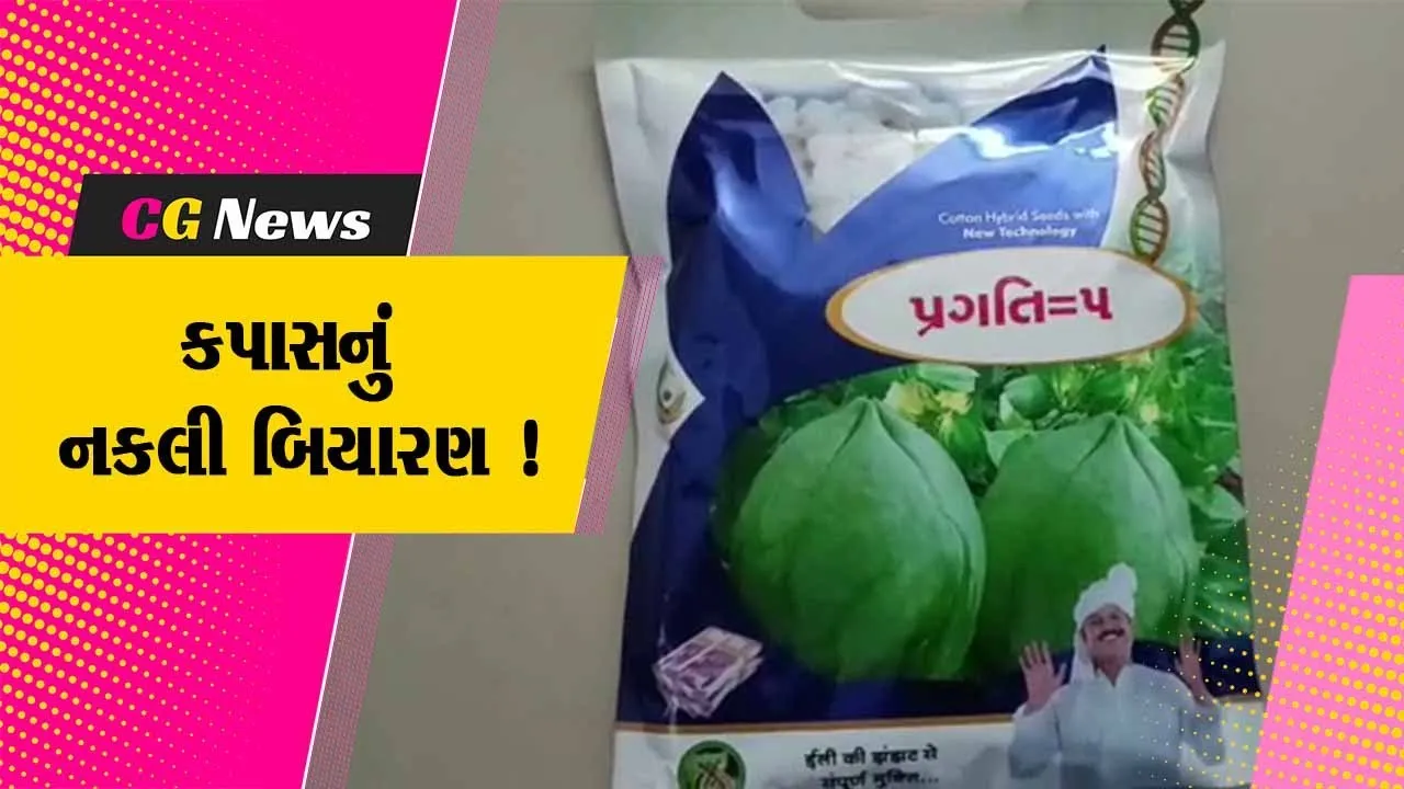 ભાવનગર: કપાસનો 600 કિલો નકલી બિયારણનો જથ્થો ઝડપાયો,પોલીસે હાથ ધરી તપાસ