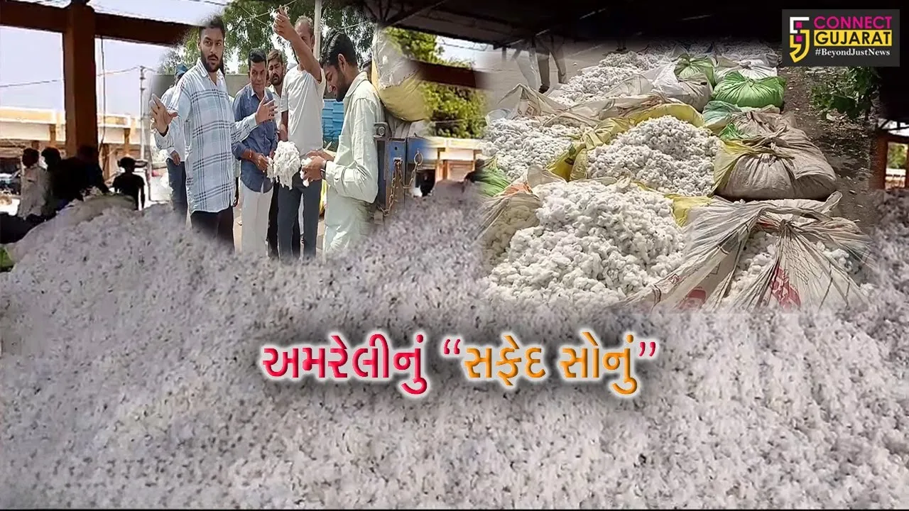 અમરેલી જિલ્લાની માર્કેટિંગ યાર્ડો કપાસથી છલોછલ ભરાય, પોષણક્ષમ ભાવો ન મળતાં ખેડૂતોમાં વસવસો...
