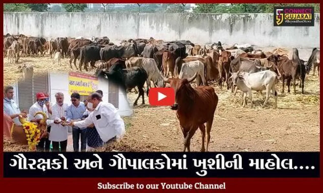 ભરૂચ : ગાયને રાષ્ટ્રીય પ્રાણી જાહેર કરવાની હાઇકોર્ટની ટીપ્પણીથી ગૌપાલકોમાં ખુશી