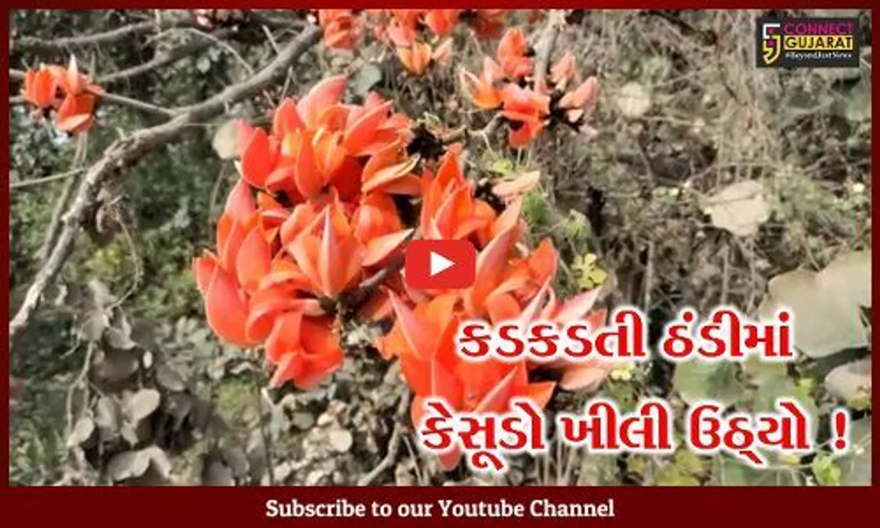 ભરૂચ: ઝઘડિયા તાલુકામાં ભર શિયાળે કેસુડો ખીલી ઉઠતા કૂતુહલ, ગ્લોબલ વોર્મિંગની અસર !