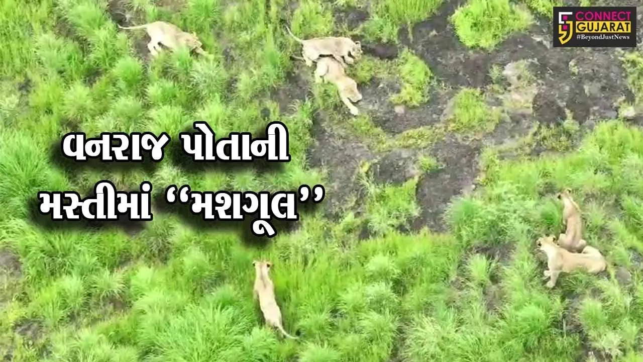 ભાવનગરની ભાગોળે ગીરના સિંહનું સામ્રાજ્ય, જુઓ ડાલામથ્થાના અદ્ભુત ડ્રોન વિડિયો...