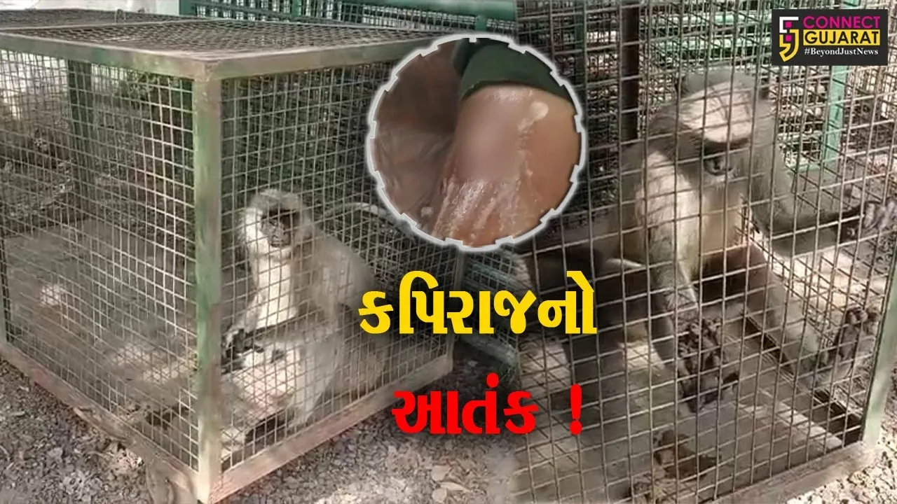 ભરૂચ: આમોદમાં આતંક મચાવનાર કપીરાજને વન વિભાગ દ્વારા પાંજરે પુરાયો,ગ્રામજનોએ લીધો હાશકારો