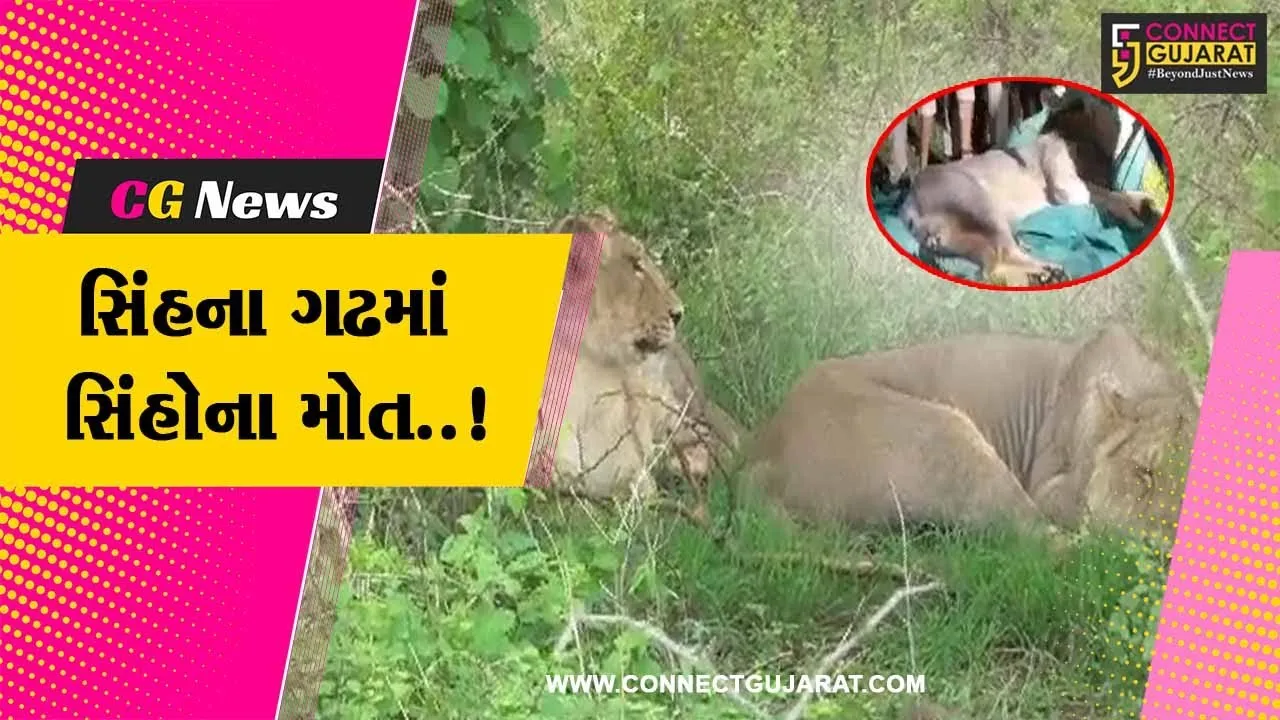 અમરેલી : છેલ્લા એક માસમાં 11 સિંહોના મોતથી વન વિભાગ સહિત સિંહ પ્રેમીઓમાં ભારે ચિંતા વ્યાપી...