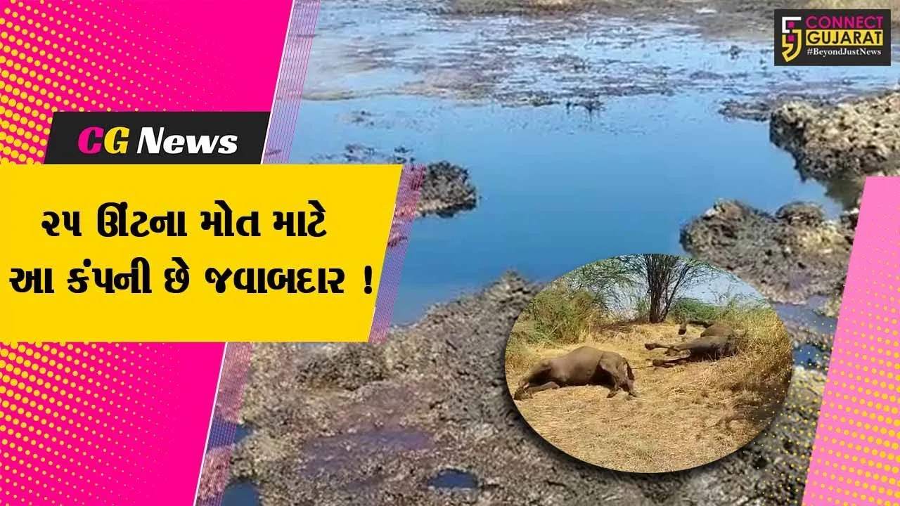 ભરૂચ: વાગરાના કચ્છીપુરા ગામે કેમીકલયુક્ત પાણી પીવાથી 25થી વધુ ઉંટના મોતનો મામલો,ONGCને ફટકારાયો રૂ.50 લાખનો દંડ