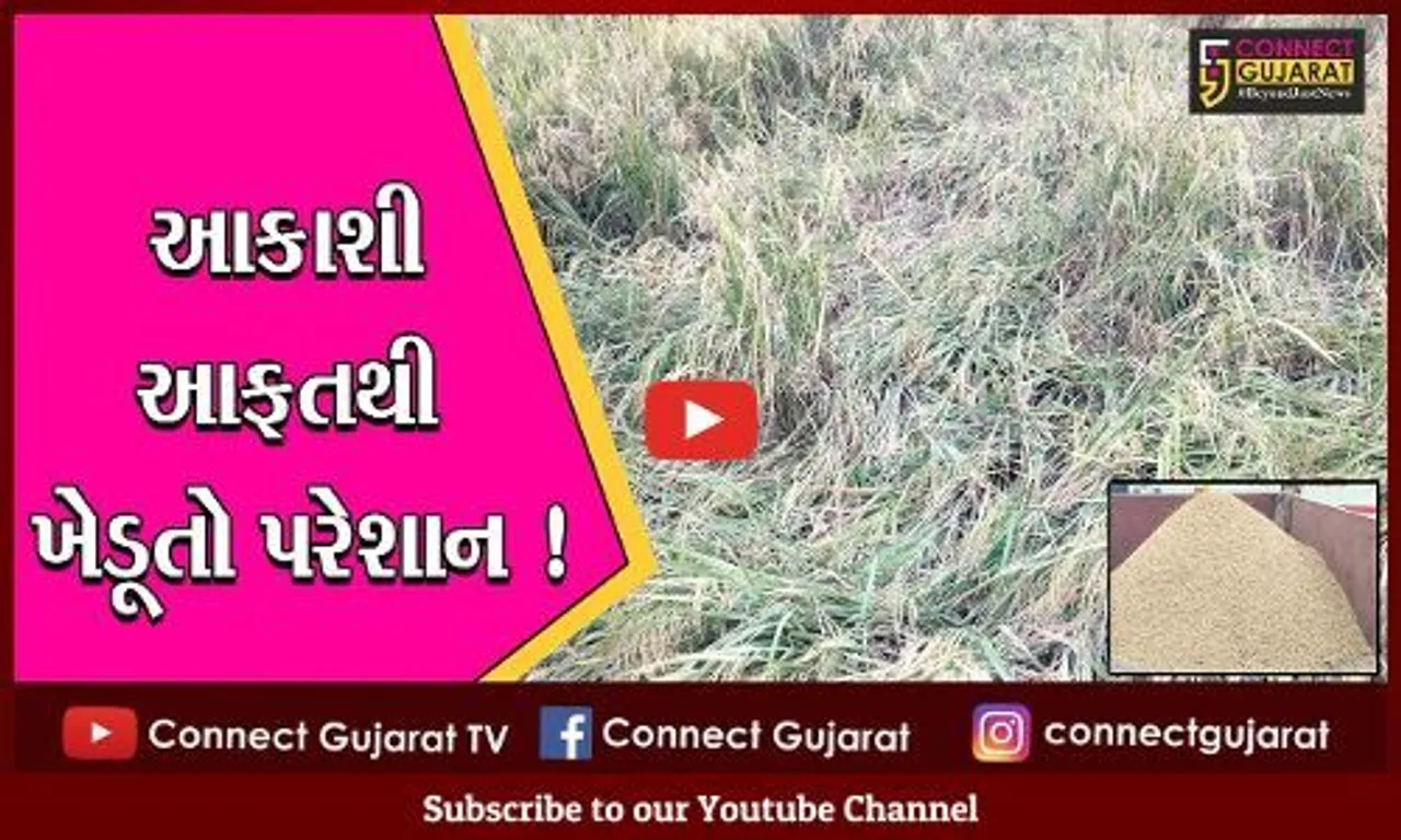 ભરૂચ: અંકલેશ્વર હાંસોટ તાલુકામાં પાછોતરા વરસાદને કારણે ડાંગરની ખેતીને વ્યાપક નુકસાન