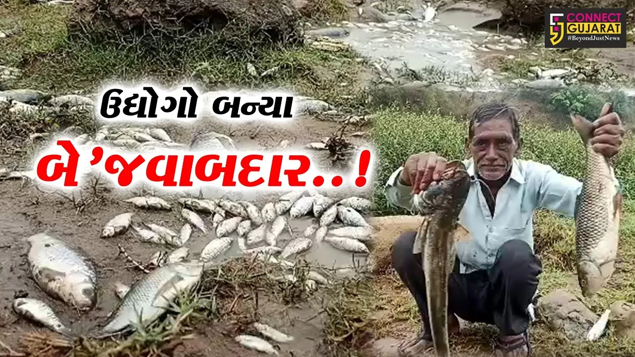 અંકલેશ્વર : અમરાવતી ખાડીમાં વધુ એકવાર અસંખ્ય માછલીના મોત, બે’જવાબદાર ઉદ્યોગો સામે ગ્રામજનોમાં રોષ...