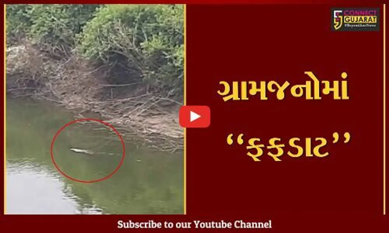 ભરૂચ : વિડિયો "વાઇરલ", આમોદના કોબલા ગામે મગર એક વ્યક્તિને પાણીમાં ખેંચીને લઈ ગયો