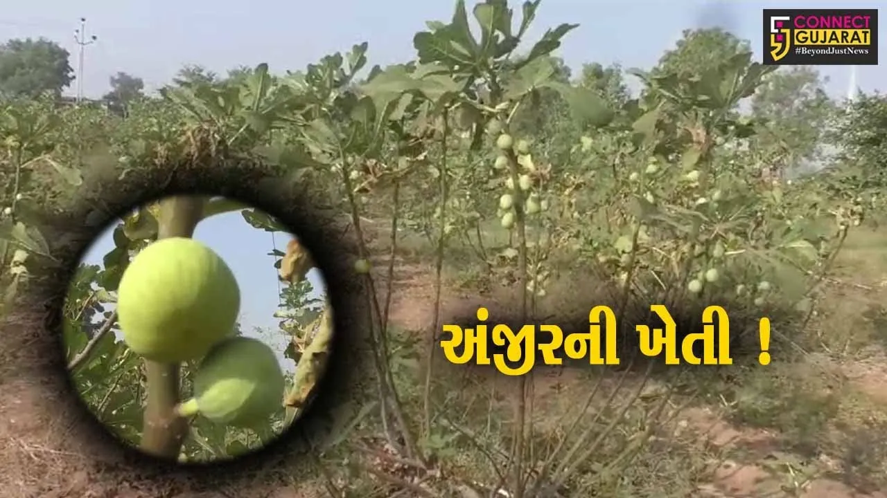 સુરેન્દ્રનગર: પ્રગતિશીલ ખેડૂતે અંજીરની ખેતી કરી,મબલખ ઉત્પાદન મેળવ્યું