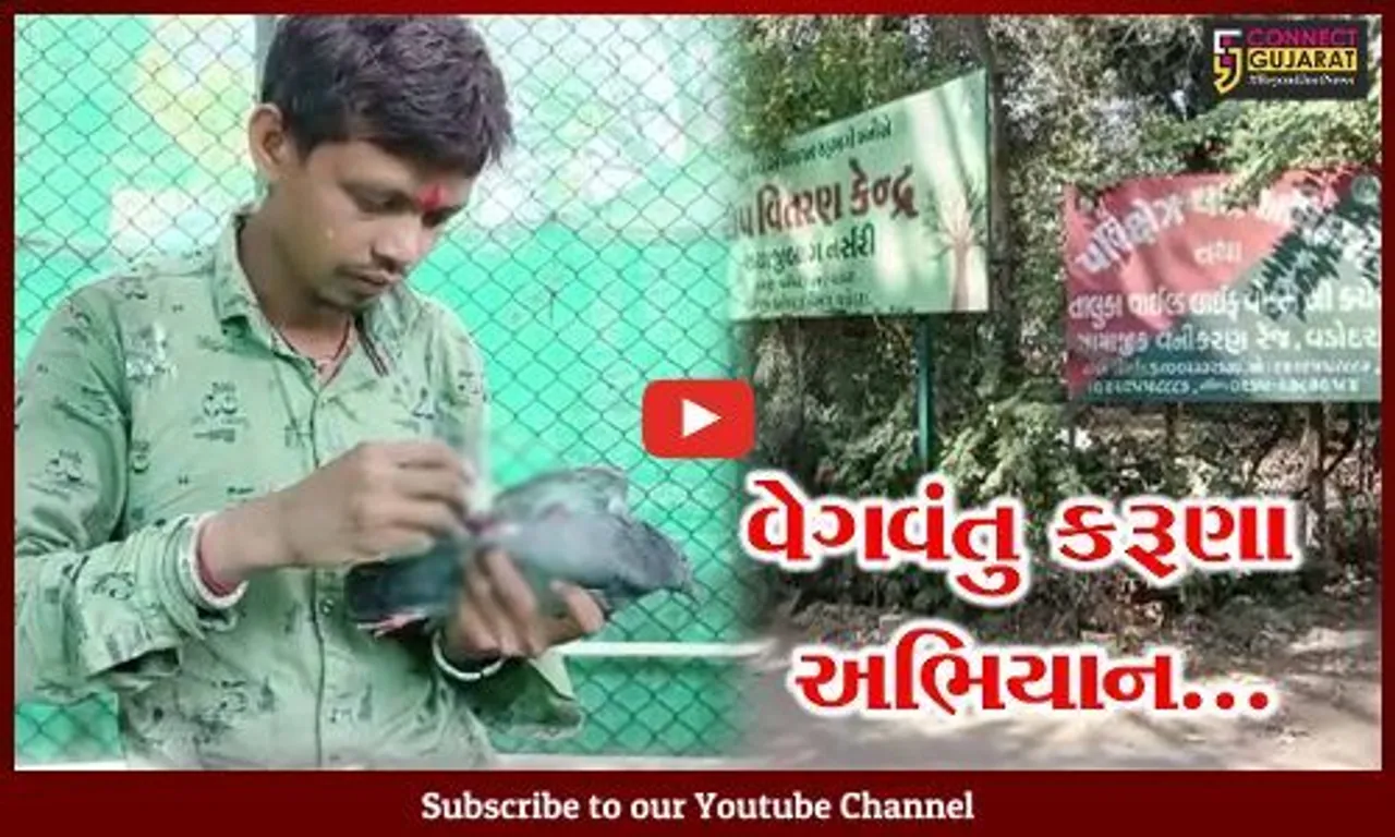 વડોદરા : ઉત્તરાયણ પર્વે ઇજાગ્રસ્ત પક્ષીઓને બચાવવા 500 વોલિએન્ટિયર્સ મેદાને, નવું ઓપરેશન થિયેટર બનાવ્યું...
