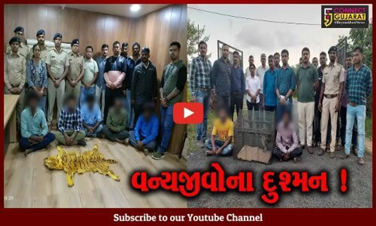 વડોદરા: વનવિભાગ અને જીવદયા પ્રેમીઓએ વાઘ-દીપડાના ચામડા સાથે 27 લોકોને ઝડપી પાડ્યા
