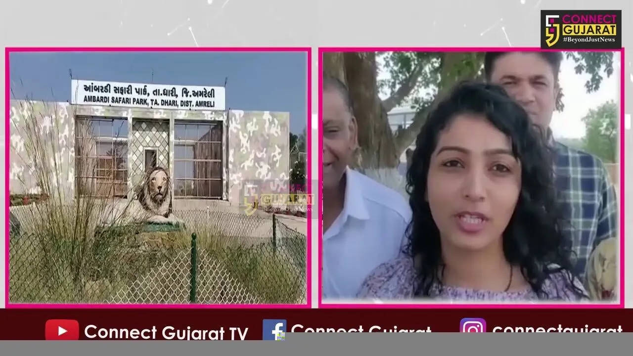 ગુજરાતની આન બાન અને શાન ગણાતા એશિયાટીક સિંહ જોવા ધારી સફારી પાર્કમાં સહેલાણીઓ ઉમટ્યા