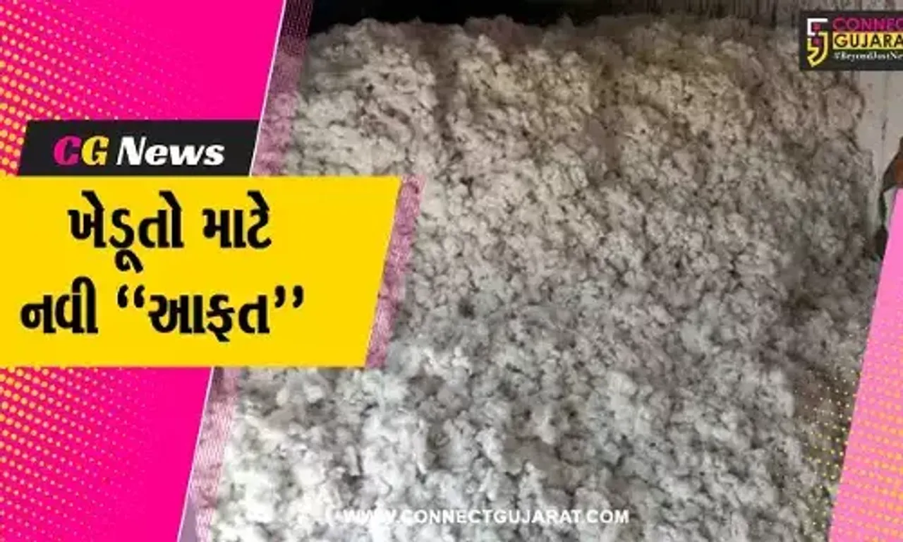 અમરેલી : પોષણક્ષમ ભાવ મળવાની આશાએ ખેડૂતોએ કરેલા કપાસના સંગ્રહમાં આવી અદ્રશ્ય જીવાત...