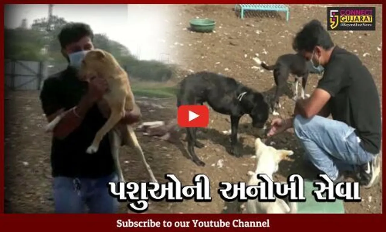 સુરેન્દ્રનગર : બેંકની નોકરી છોડી યુવાને પકડી સેવાની વાટ, અત્યાર સુધી 4 હજાર પશુઓના બચાવ્યાં જીવ
