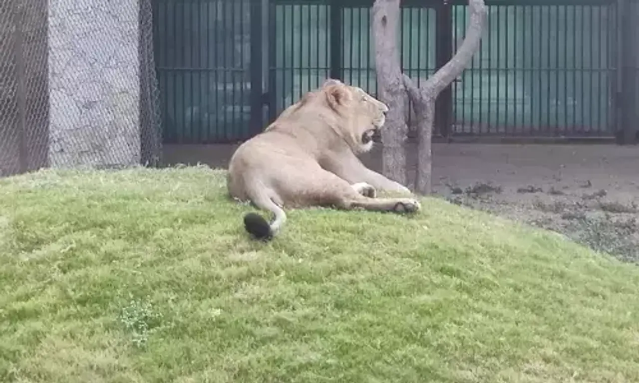 વડોદરા : પ્રાણી સંગ્રહાલયના સમ્રાટ સિંહે લીધા અંતિમ શ્વાસ, આણંદમાં સારવાર દરમિયાન મોત