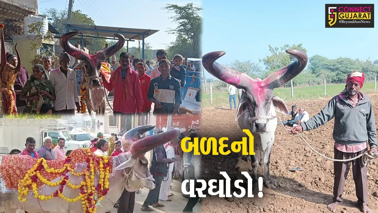 અરવલ્લી : ચોરાયેલ બળદ મળી આવતા ડીજે સાથે વરઘોડો નીકળ્યો