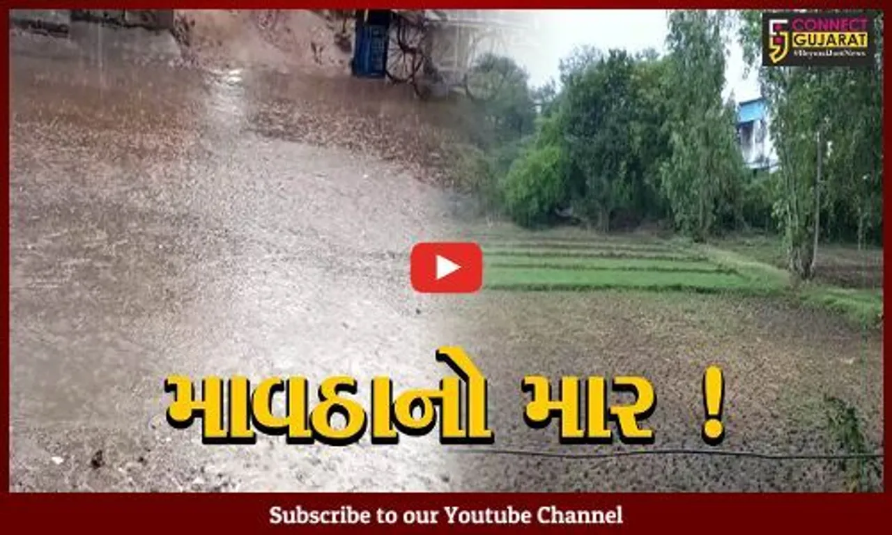 ગુજરાતમાં મૌસમનો મિજાજ બદલાયો, કમોસમી વરસાદના કારણે ખેતીના પાકને નુકશાન