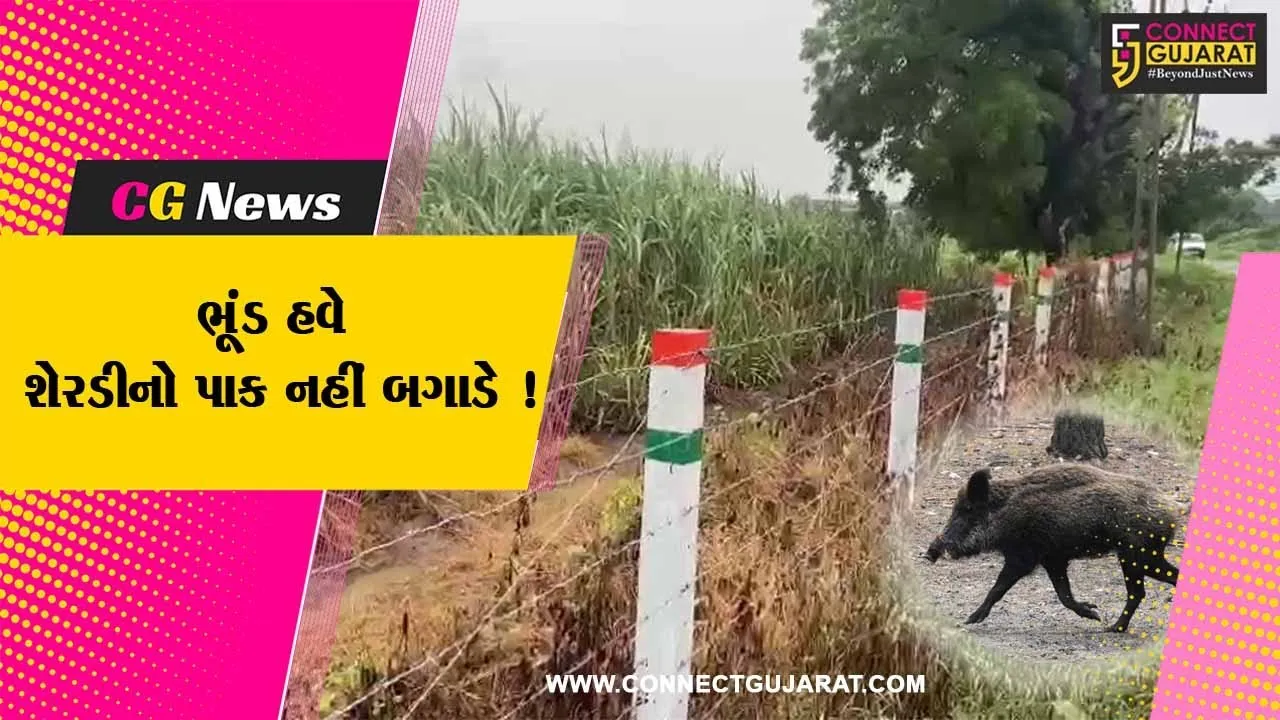 સુરત:શેરડીનો પાક ખરાબ કરતા ભૂંડથી બચવા કાંટાની વાડ માટે રાજ્ય સરકાર સહાય ચૂકવશે