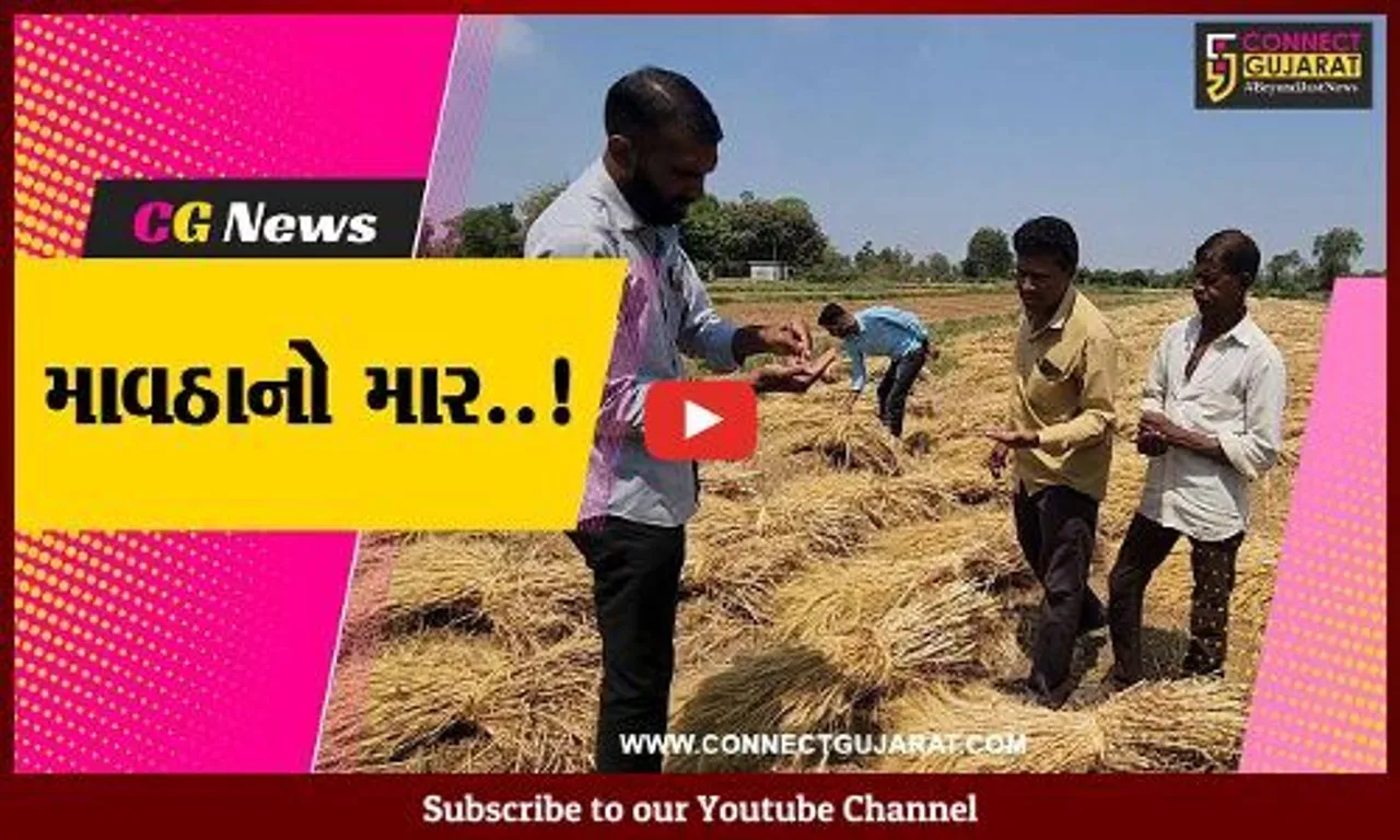 સાબરકાંઠા : માવઠાથી 50 હજાર હેક્ટર વિસ્તાર અસરગ્રસ્ત હોવાનો પ્રાથમિક અંદાજ : ખેતીવાડી વિભાગ