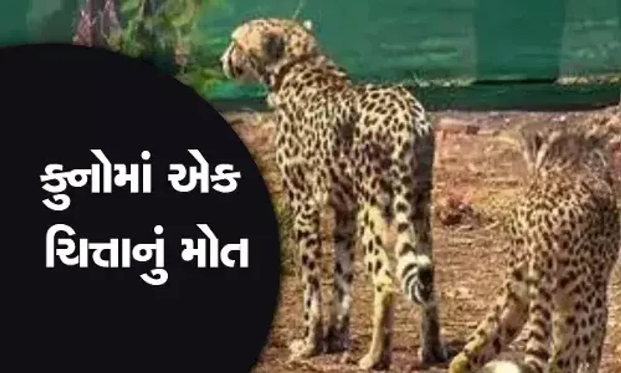 કુનો નેશનલ પાર્કમાં વધુ એક ચિત્તાનું મોત, આ સાથેજ અત્યાર સુધીમાં કુનોમાં 10 ચિત્તા મોતને ભેટયા