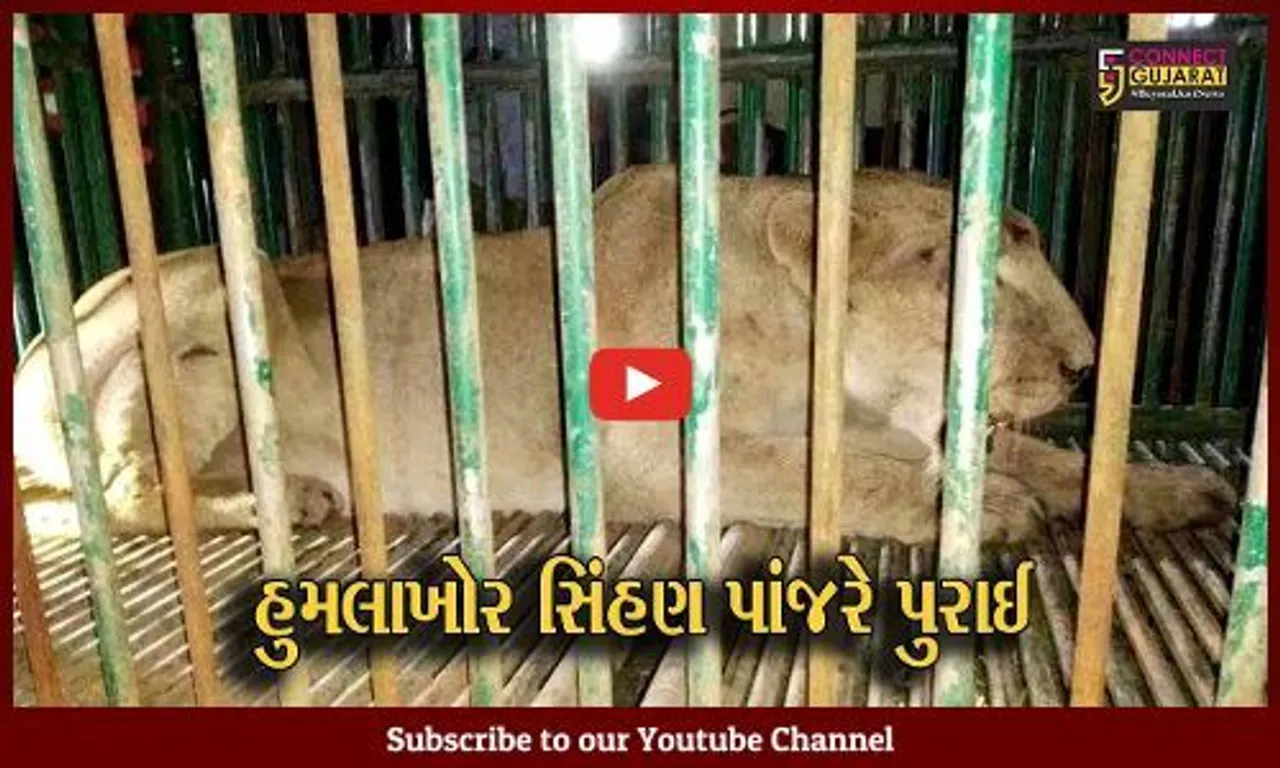 અમરેલી : જાફરાબાદના બાબરકોટમાં સિંહણએ ફરી 3 લોકો પર કર્યો જીવલેણ હુમલો,જુઓ કઈ રીતે વન વિભાગે રેસ્ક્યુ ઓપરેશન હાથ ધર્યું